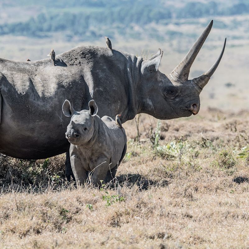 Black rhino and calf standing in grassland in Kenya