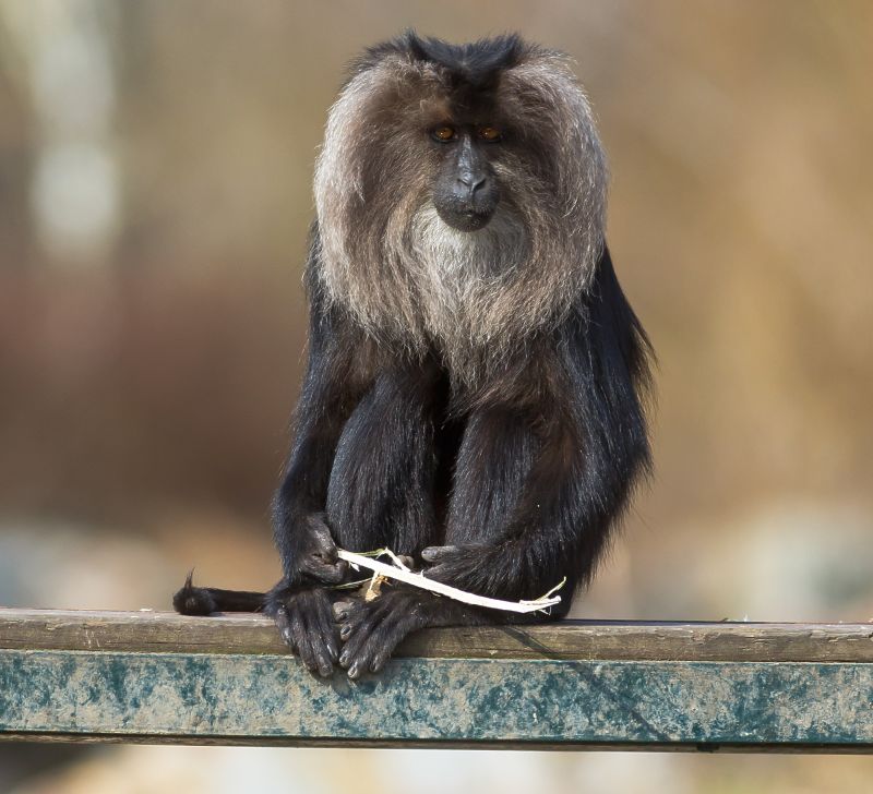 Close up of an Angola monkey, seated and facing camera