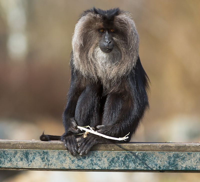 Close up of an Angola monkey, seated and facing camera