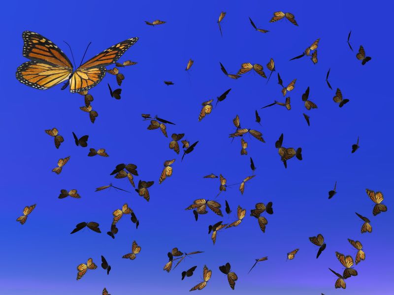Monarch butterflies in flight against a deep blue sky