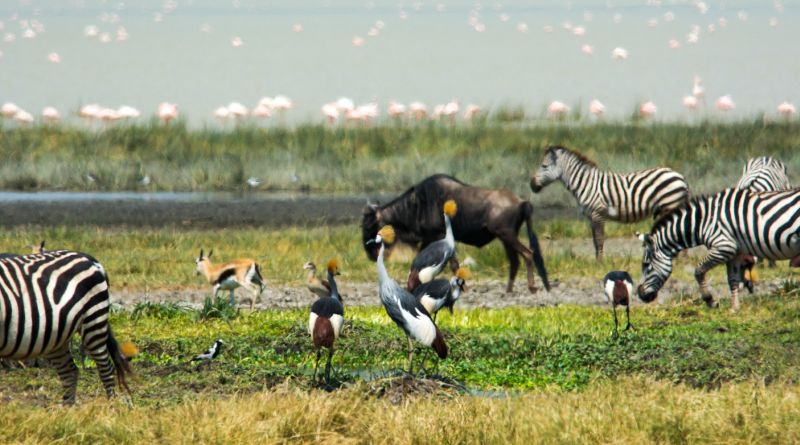 Ngorongoro Crater, flamingoes, grey crowned herons, lake, zebras, wildlife 