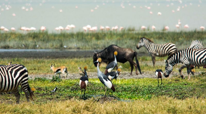 Ngorongoro Crater, flamingoes, grey crowned herons, lake, zebras, wildlife