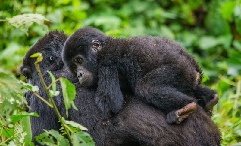 Infant gorilla