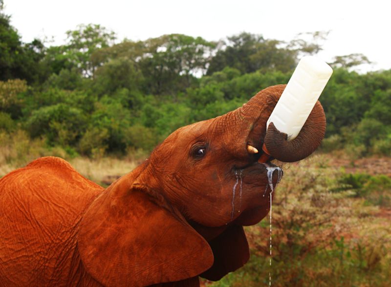 Ours. Sheldrick Elephant Orphanage, Nairobi, Kenya safari