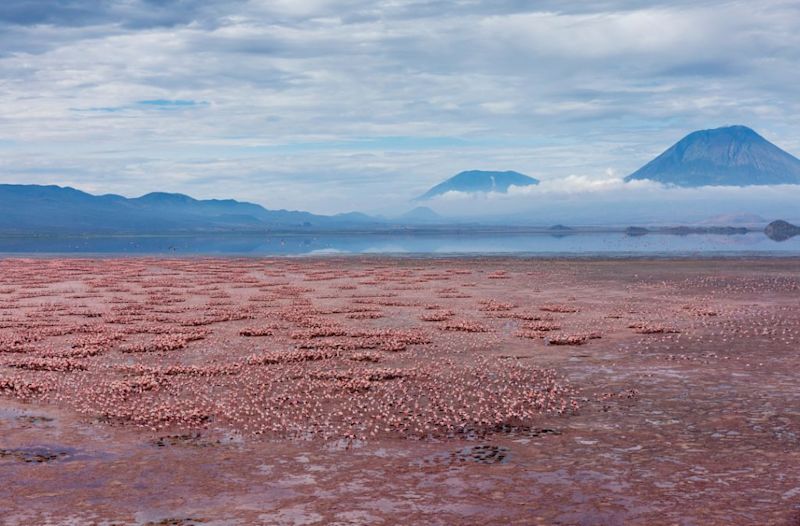 lesser flamingoes on Lake Natron