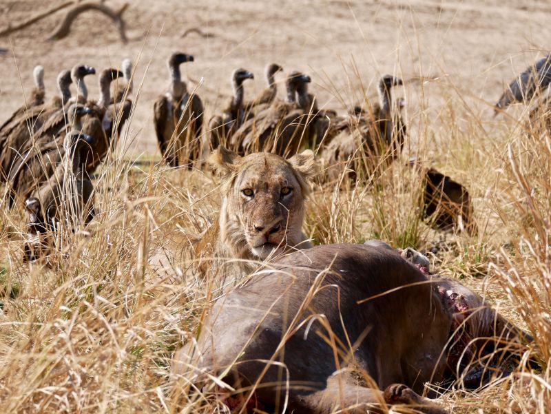 Lion wit prey and vultures and behind him in South Luangwa National Park, Zambia