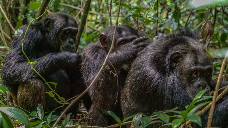 Ours. Chimpanzees grooming each other in Kibale Forest, Uganda