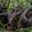 Ours. Chimpanzees grooming each other in Kibale Forest, Uganda