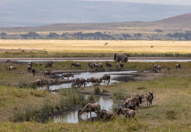 Elephant and wildebeests grazing by watering hole, Maasai Mara National Reserve, Kenya