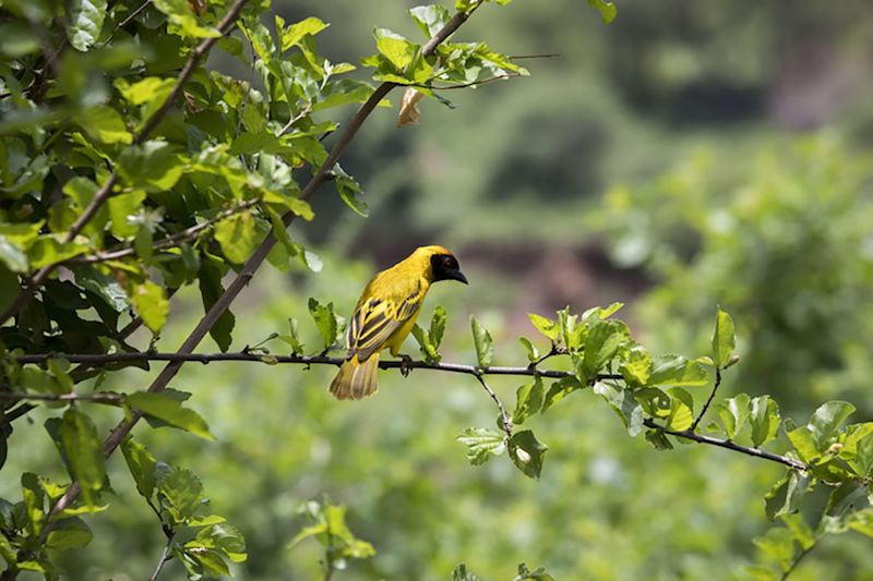 Northern masked weaver Lake Manyara