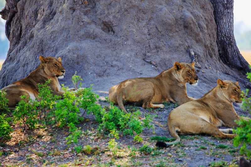 Lionesses resting by a massive tree in Hwange National Park