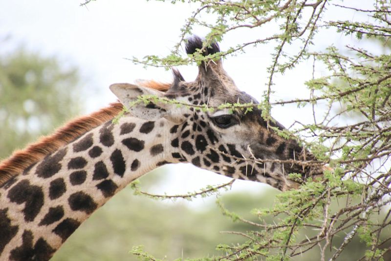 giraffe African safari