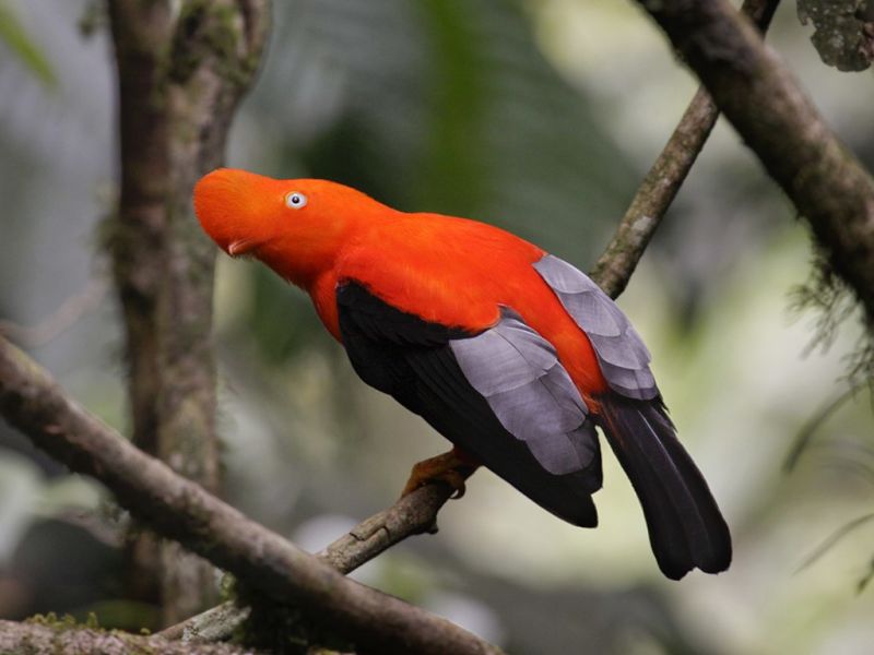 Andean Cock of the Rock perched on a branch