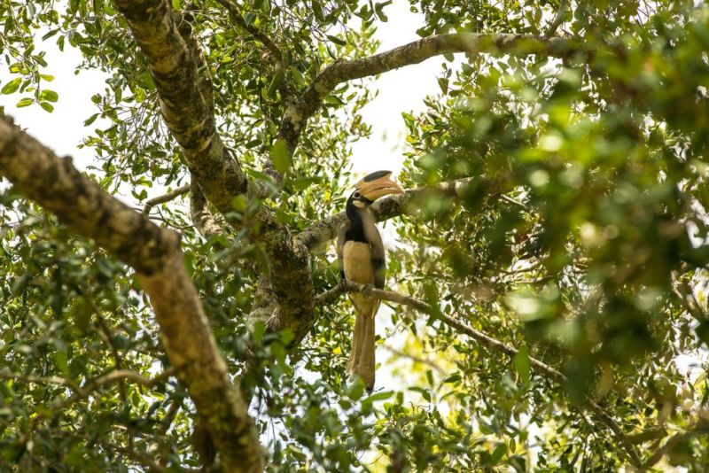 malabar pied hornbill in tree in Sri Lanka
