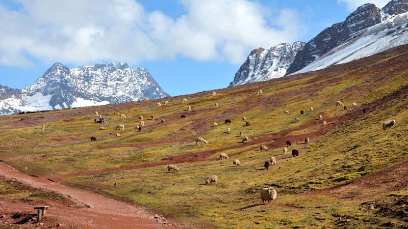 Sheep and alpacas graze along the trail to Rainbow Mountain, Peru