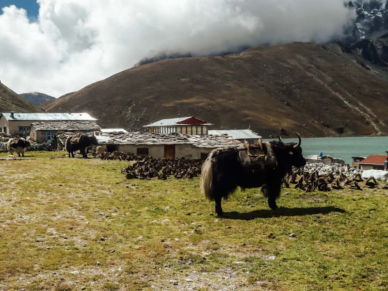 Yak near a lake on the Everest Base Camp trek