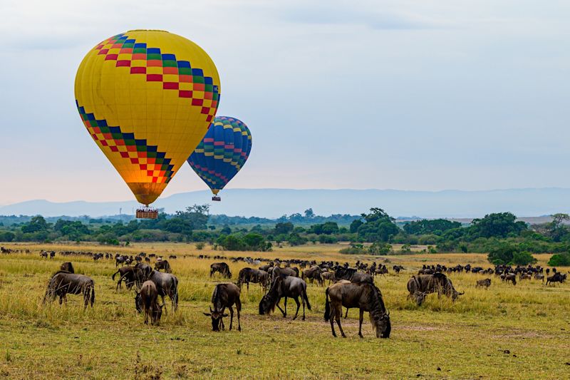 Balloon safari in Maasai Mara, Kenya with wildebeests of Great Migration beneath.