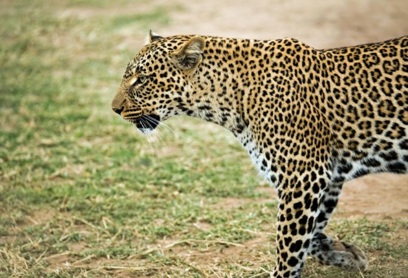 leopard walking through grass in Uganda, Uganda wildlife in pictures