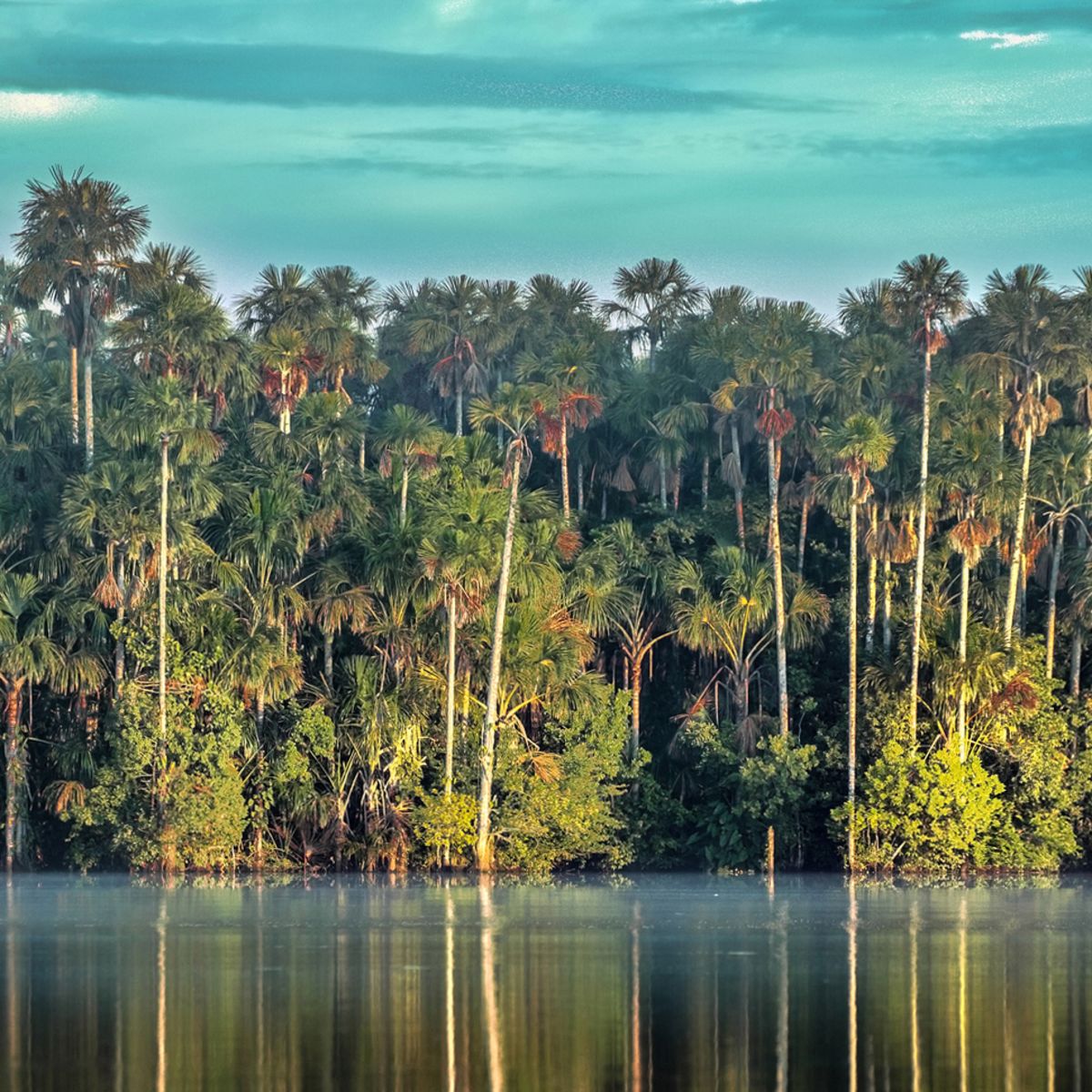 The Amazon rainforest along the Tambopata River, Peru 