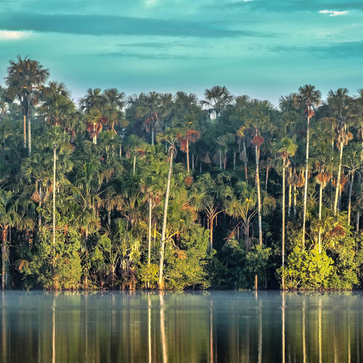 The Amazon rainforest along the Tambopata River, Peru