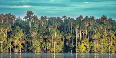 The Amazon rainforest along the Tambopata River, Peru