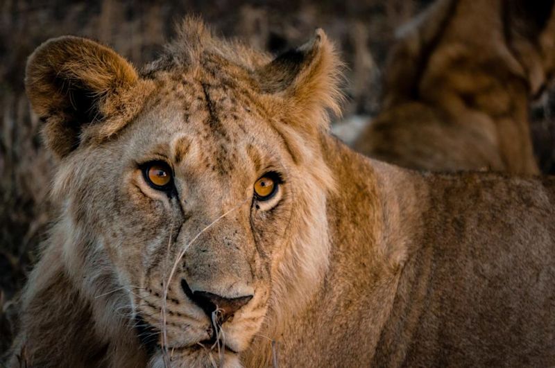 lioness close up