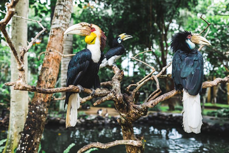 Wreathed hornbills in trees