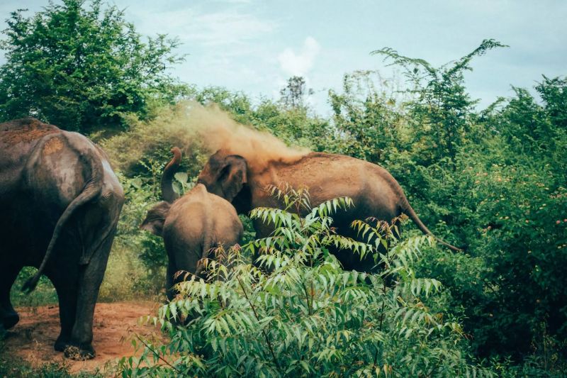 Sri Lanka elephants Udawalawe Park