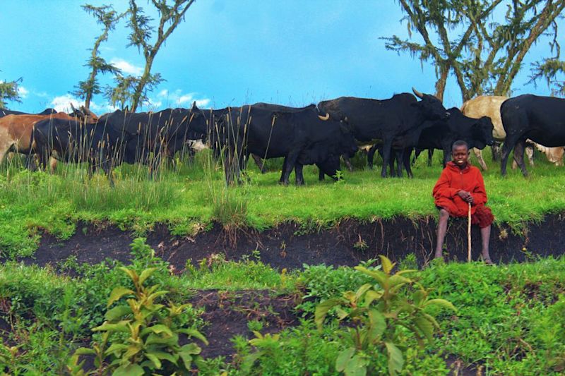 Maasai boy with his cattle herd