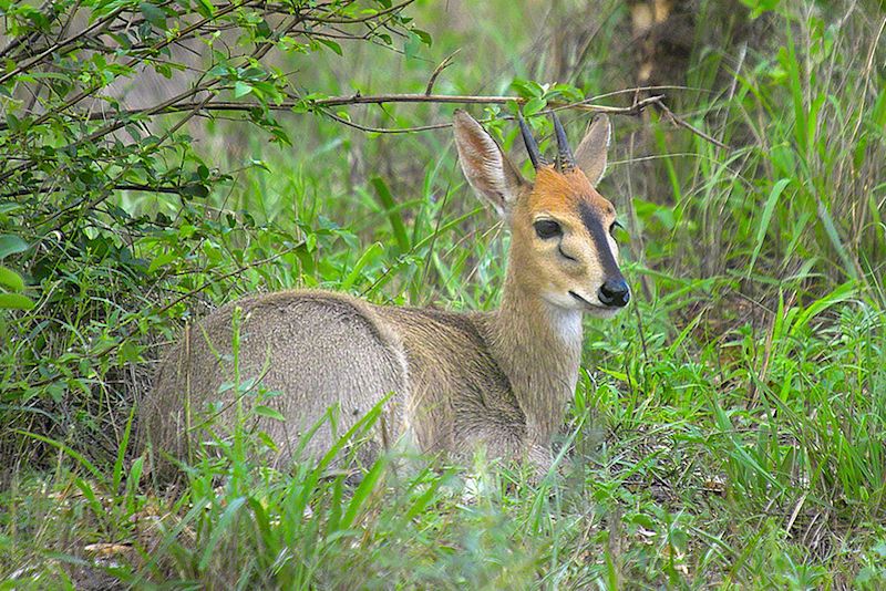 Common duiker, attrib to A. Meintjes on Flickr