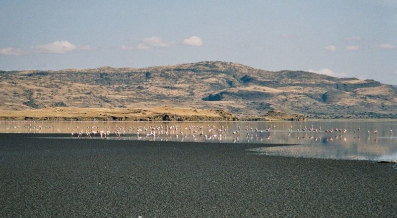 Flamingos-shore-Lake-Natron-Tanzania-1-1024x562.jpeg