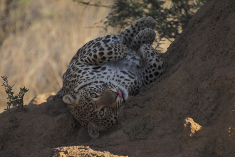 African-leopard-rolling-on-ground-1024x685.jpg