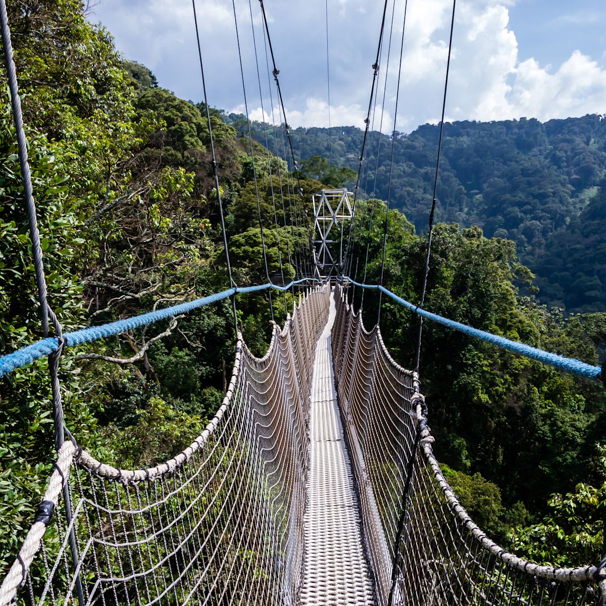 View on canopy walkway Nyungwe Forest National Park, Rwanda 