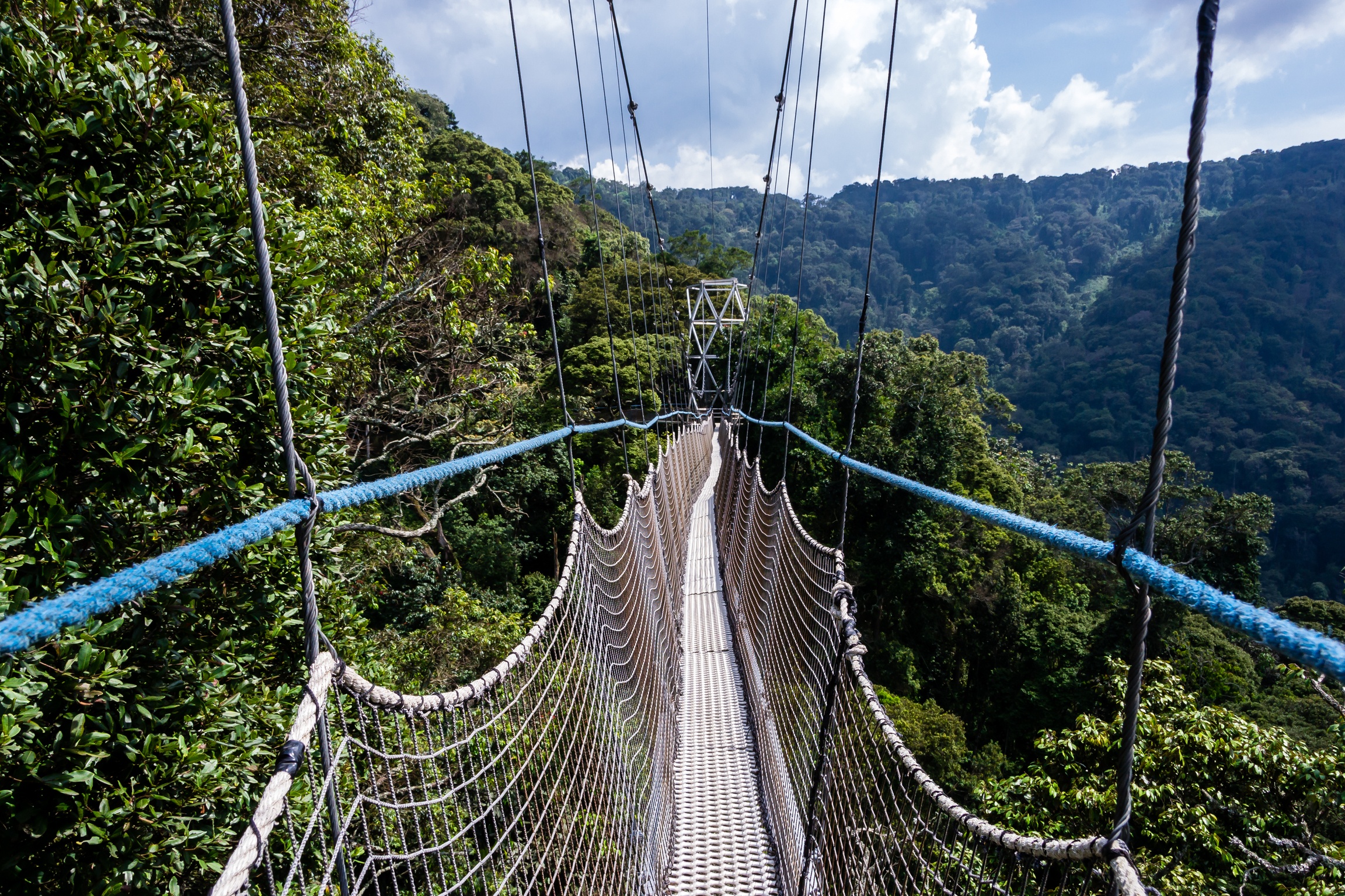 View on canopy walkway Nyungwe Forest National Park, Rwanda 