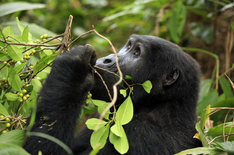  Mountain Gorilla Gorilla beringei beringei Feeding on Berries. Bwindi Impenetrable National Park, Uganda