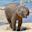 elephant calf Tarangire, Top 10 attractions in Tanzania
