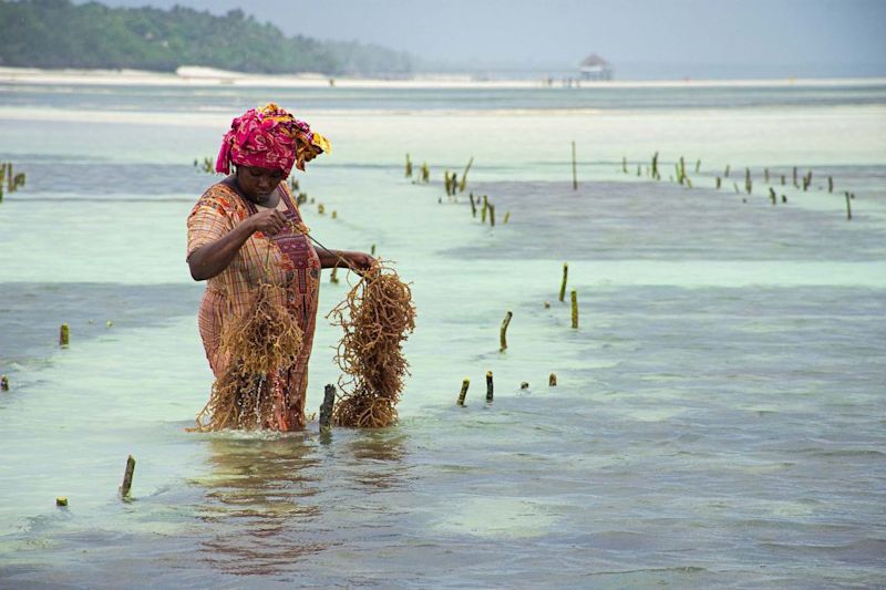 Lady fishing in ocean in Zanzibar