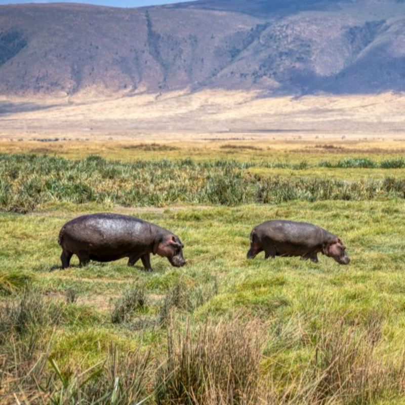 Hippos-Ngorongoro-Crater