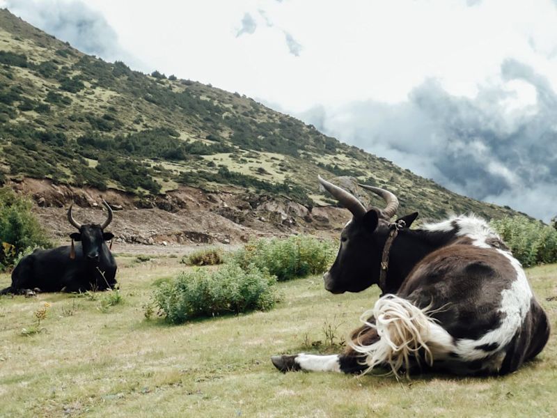 Yaks-resting-on-Everest-Base-Camp-trek-1024x768.jpg