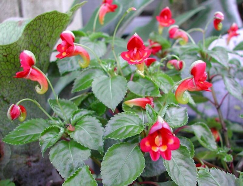 Kilimanjaro impatiens