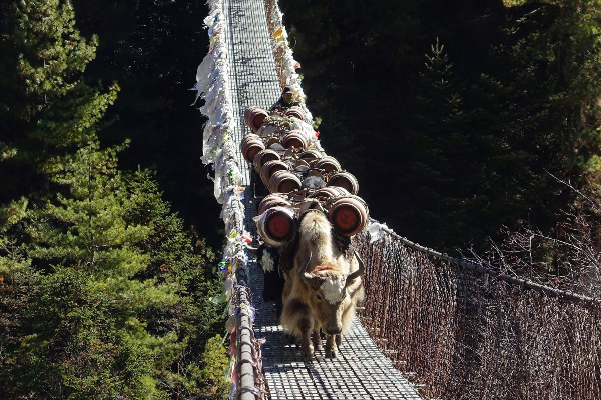 A yak caravan crossing suspension bridge en route to Everest Base Camp, Solukhumbu, Nepalese Himalayas