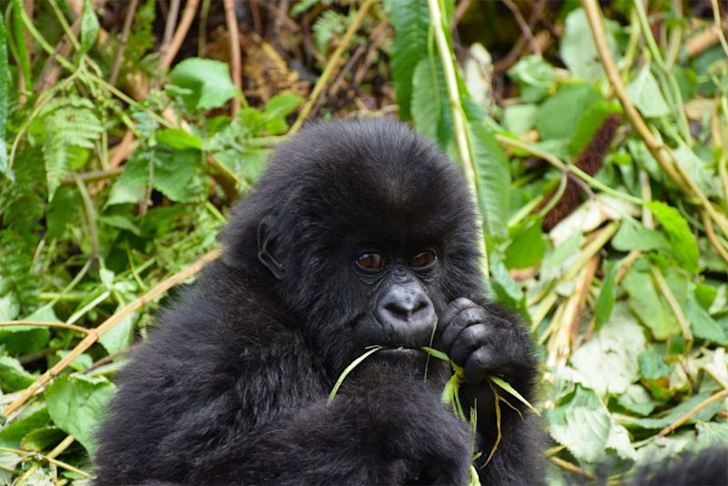 Infant mountain gorilla eating