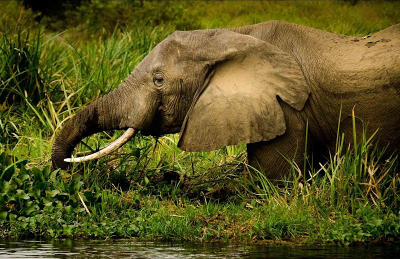 elephant, Murchison Falls National Park