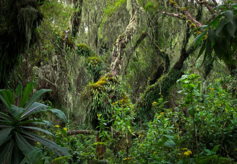 Tropical Tree in Rwanda rainforest. Rainforest in the Volcanoes NP, Virunga massif, Rwanda