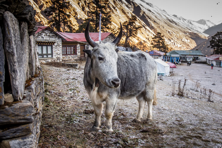 Grey dzo yak in Tengboche, Himalaya, Nepal
