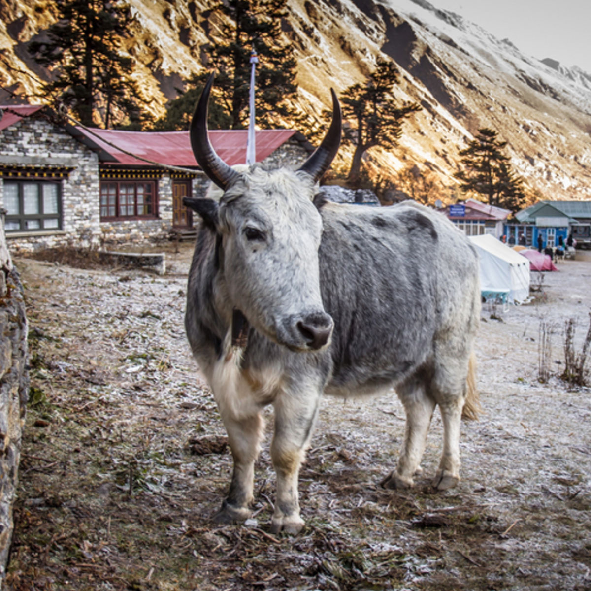 Grey dzo yak in Tengboche, Himalaya, Nepal