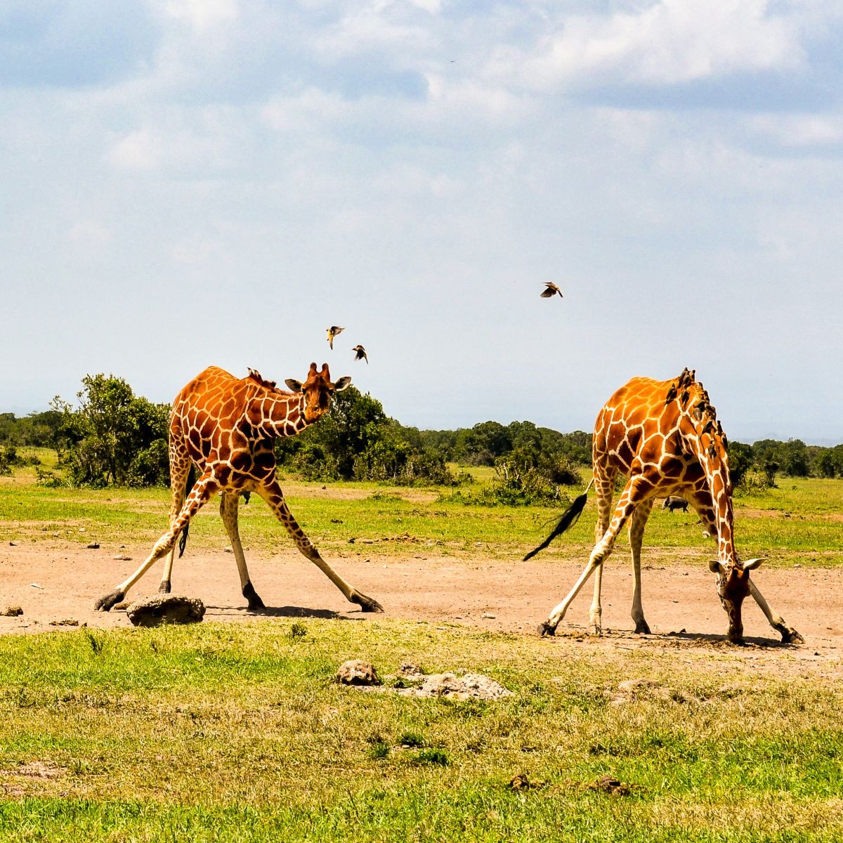 Two giraffes bending down in Kenya