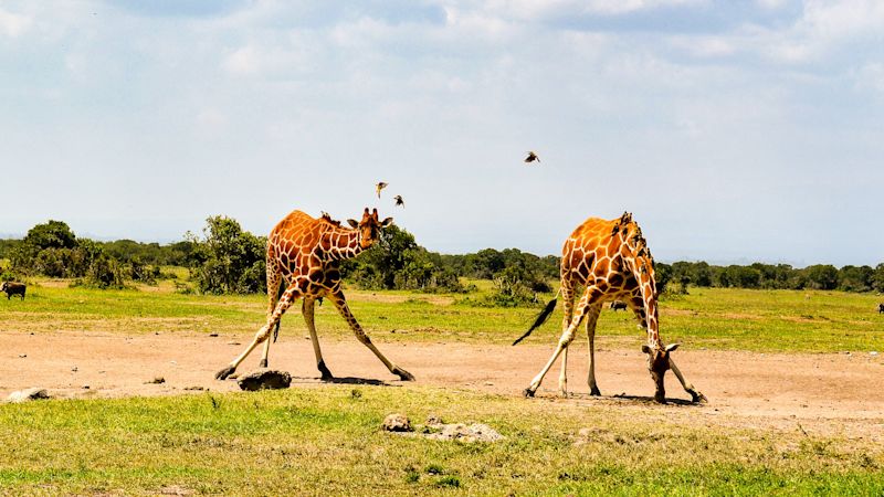 Two giraffes bending down in Kenya