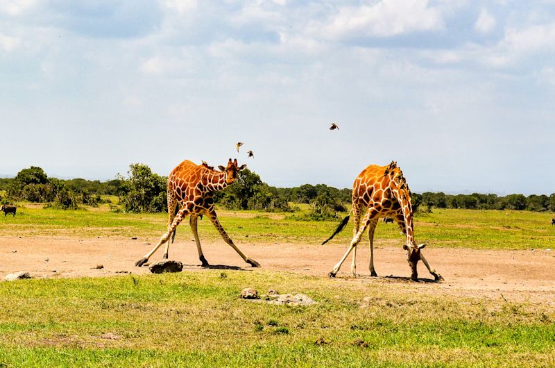 Two giraffes bending down in Kenya