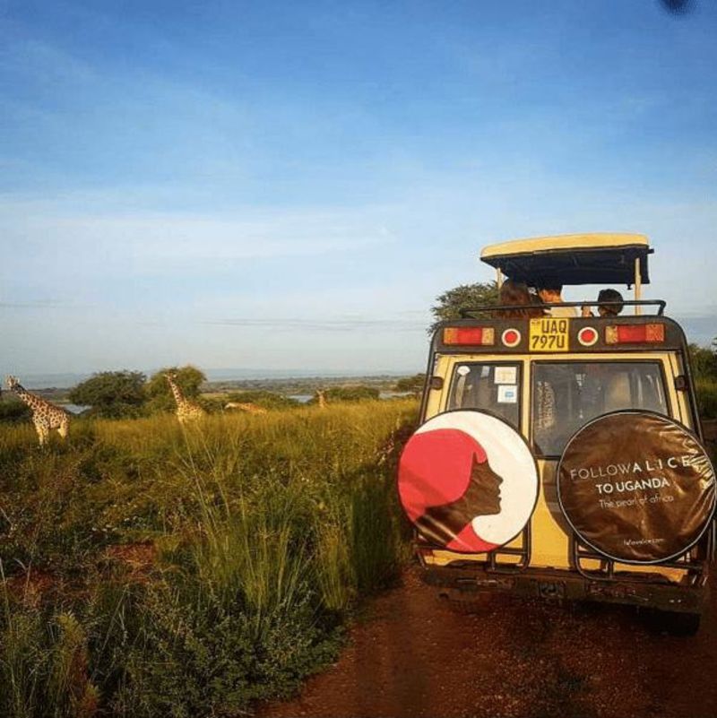 Follow Alice vehicle with giraffes in the background, Uganda